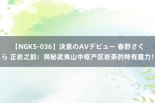 【NGKS-036】決意のAVデビュー 春野さくら 正岩之韵：揭秘武夷山中枢产区岩茶的特有魔力！